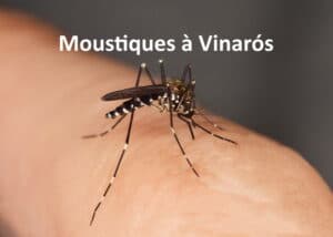 Mosquitoes in Vinaros